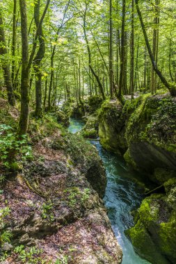 Slovenya 'nın Mostnica vadisinde yaz mevsiminde Mostnica nehrine bakan bir manzara