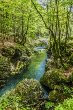 Slovenya 'nın Mostnica vadisindeki Mostnica nehrinin orta kesiminde yaz mevsiminde bir manzara