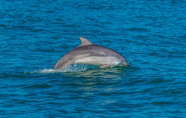 A view of a dolphin diving in the waters of Cardigan Bay close to the town at New Quay, Wales in summertime