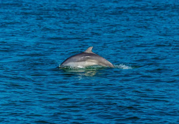 Ein Blick Auf Einen Delfin Beim Schwimmen Der Cardigan Bay — Stockfoto