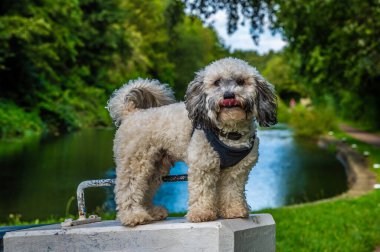 Düşünceli bir Poochon Puppy 'nin yaz mevsiminde Erewash Kanalı' nda kapı kolundaki görüntüsü.