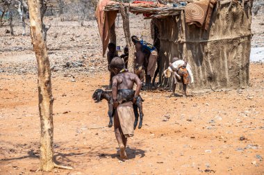 Gençler kurak mevsimde Namibya 'daki Himba kabilesinin bir köyünde keçi topluyorlar.