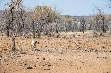 Kurak mevsimde Namibya 'daki Himba kabilesi köyünün yanındaki çalılık arazi manzarası.