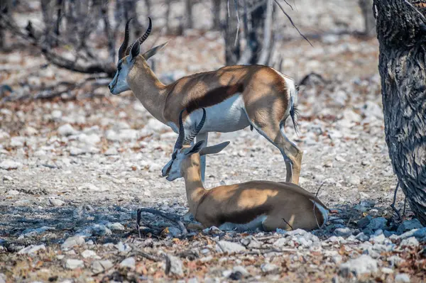 Una Vista Verso Una Coppia Springbok Nel Parco Nazionale Etosha — Foto Stock
