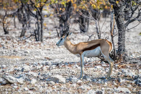 Ein Blick Auf Einen Springbok Alarm Etosha Nationalpark Namibia Der — Stockfoto