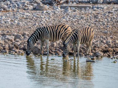 Kurak mevsimde Namibya 'daki Etosha Ulusal Parkı' ndaki bir su birikintisinde içen bir çift Zebra 'nın yakın görüntüsü.