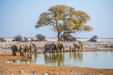 Kurak mevsimde Namibya 'daki Etosha Ulusal Parkı' ndaki bir su birikintisinde su içen bir fil sürüsünün görüntüsü.