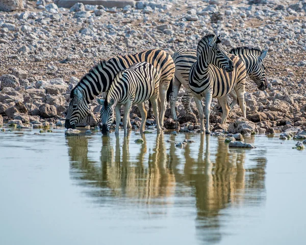 Zebraların kurak mevsimde Namibya 'daki Etosha Ulusal Parkı' ndaki bir su birikintisinde içerken yakın çekim görüntüsü.