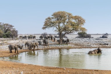 Kurak mevsimde Namibya 'daki Etosha Ulusal Parkı' na fillerin su birikintisinin keyfini çıkarması