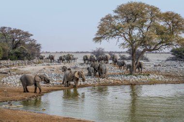 Kurak mevsimde Namibya 'daki Etosha Ulusal Parkı' ndaki su birikintisinde sürüye katılan bir fil sürüsünün görüntüsü.