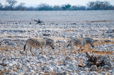 Kurak mevsimde Namibya 'daki Etosha Ulusal Parkı' nda bir su birikintisini terk eden bir çift Zebra görüntüsü.