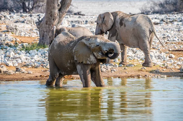 Крупный План Детеныша Слона Пьющего Водопое Национальном Парке Этоша Намибии — стоковое фото