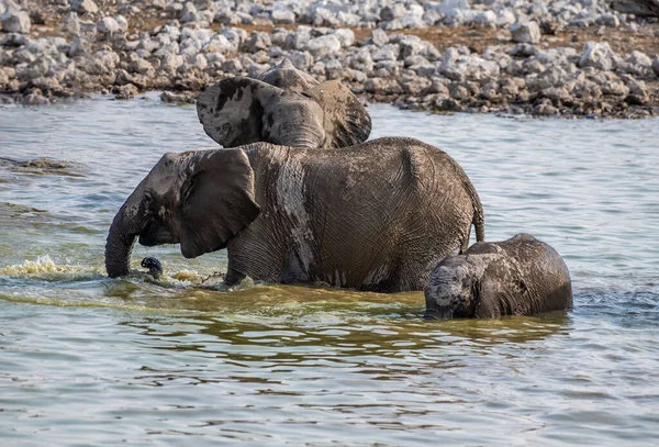 Μια Κοντινή Άποψη Μιας Οικογένειας Ελεφάντων Που Παίζουν Στο Νερό — Φωτογραφία Αρχείου