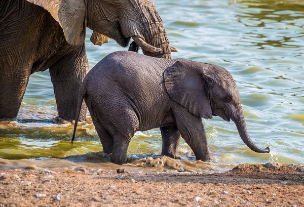 A view of a baby elephants at the water\'s edge at a waterhole in the Etosha National Park in Namibia in the dry season