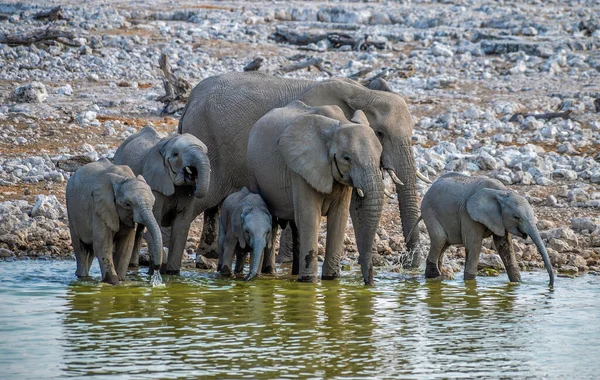 A view of baby elephants with their mothers at waterhole in the Etosha National Park in Namibia in the dry season