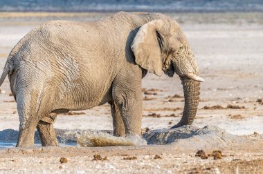 Kurak mevsimde Namibya 'daki Etosha Ulusal Parkı' nda su birikintisinde yürüyen olgun bir filin görüntüsü.