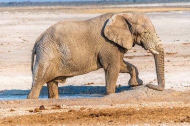 Kurak mevsimde Namibya 'daki Etosha Ulusal Parkı' nda su birikintisini koruyan olgun bir fil manzarası.