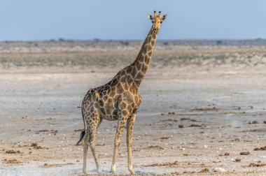 Kurak mevsimde Namibya 'daki Etosha Ulusal Parkı' ndaki bir su birikintisine bakan bir zürafa manzarası.