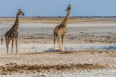 Kurak mevsimde Namibya 'daki Etosha Ulusal Parkı' ndaki bir su birikintisinde toplanan zürafaların görüntüsü.