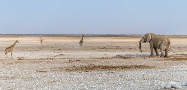 Kurak mevsimde Namibya 'daki Etosha Ulusal Parkı' nda bir su birikintisini tekeline alan bir filin panorama görüntüsü.