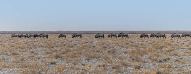Kurak mevsimde Namibya 'daki Etosha Ulusal Parkı' ndaki bir antilop sürüsünün manzarası.