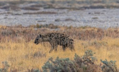 Kurak mevsimde Namibya 'daki Etosha Milli Parkı' nda çalılıklarda hareket eden bir sırtlanın görüntüsü