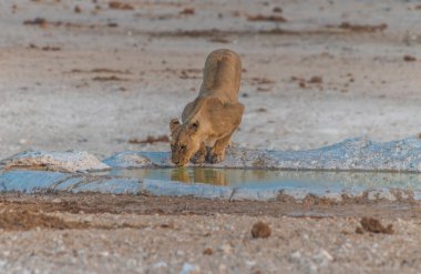 Kurak mevsimde Namibya 'daki Etosha Ulusal Parkı' ndaki bir su birikintisindeki dişi aslan manzarası.