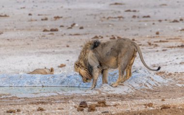 Kurak mevsimde Namibya 'daki Etosha Milli Parkı' ndaki bir su birikintisine yaklaşan bir aslan görüntüsü.