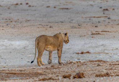 Kurak mevsimde Namibya 'daki Etosha Ulusal Parkı' nda su birikintisinden ayrılan dişi aslan görüntüsü.
