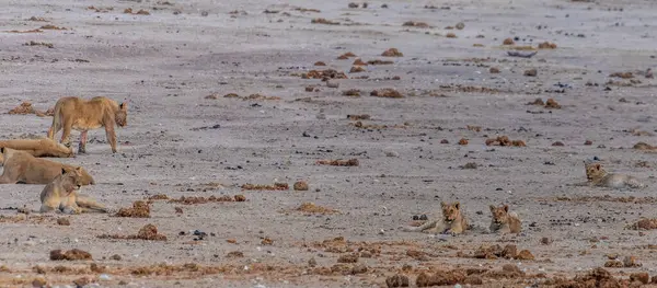 A view of a pride of lions play next to a waterhole in the Etosha National Park in Namibia in the dry season