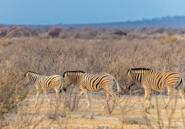 Kurak mevsimde Namibya 'daki Etosha Milli Parkı' ndaki çalılıklardaki Zebra sürüsünün görüntüsü.