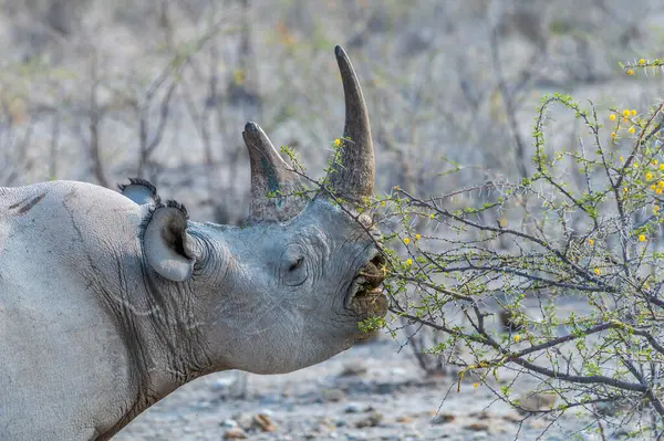 Kurak mevsimde Namibya 'daki Etosha Ulusal Parkı' nda beslenen bir gergedan görüntüsü.