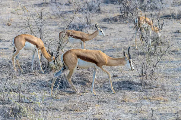 Kurak mevsimde Namibya 'daki Etosha Milli Parkı' nda sabahın erken saatlerinde Springbok manzarası