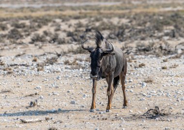 Kurak mevsimde Namibya 'daki Etosha Ulusal Parkı' nda sabahın erken saatlerinde bir antilop manzarası