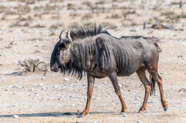 Kurak mevsimde Namibya 'daki Etosha Ulusal Parkı' nda sabahın erken saatlerinde bir antilobun yan görüntüsü.