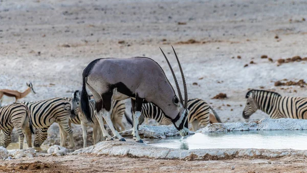 Kurak mevsimde Namibya 'daki Etosha Ulusal Parkı' nda bir su birikintisinde bir Afrika antilobunun yakın görüntüsü.