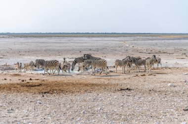 Kurak mevsimde Namibya 'daki Etosha Ulusal Parkı' nda sabah su birikintisinde içen büyük bir Zebra sürüsünün görüntüsü.
