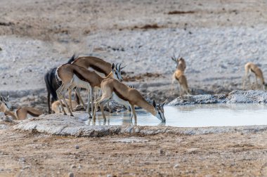 Springbok 'un kurak mevsimde Namibya' daki Etosha Ulusal Parkı 'ndaki bir su birikintisinde içişi.