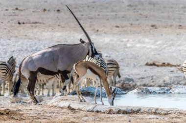 Kurak mevsimde Namibya 'daki Etosha Ulusal Parkı' nda sabah su birikintisinde içen bir antilop ve Springbok manzarası.