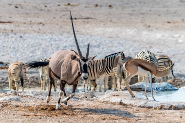 Kurak mevsimde Namibya 'daki Etosha Ulusal Parkı' nda sabah su birikintisinden ayrılan bir Afrika antilobunun görüntüsü.