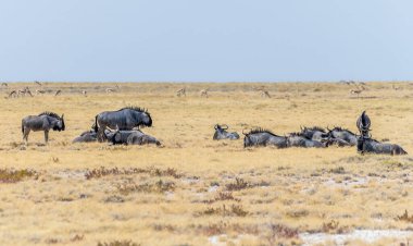 Kurak mevsimde Namibya 'daki Etosha Ulusal Parkı' nda otlayan bir antilop manzarası