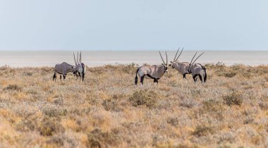 Kurak mevsimde Namibya 'daki Etosha Ulusal Parkı' ndaki bir grup Afrika antilobu manzarası