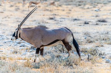 Kurak mevsimde Namibya 'daki Etosha Ulusal Parkı' nda sabah yalnız bir Afrika antilobunun görüntüsü