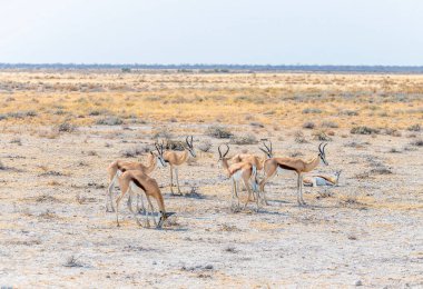 Kurak mevsimde Namibya 'daki Etosha Milli Parkı' nda sabah bir grup Springbok manzarası.