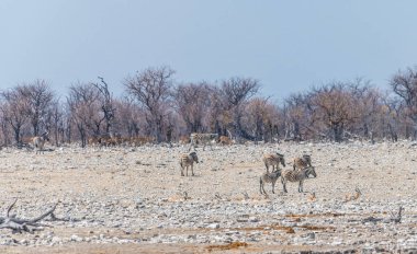 Zebraların kurak mevsimde Namibya 'daki Etosha Milli Parkı' nda bir su birikintisini terk edişinin görüntüsü