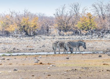 Zebraların kurak mevsimde Namibya 'daki Etosha Ulusal Parkı' ndaki bir su birikintisinde toplanışının görüntüsü