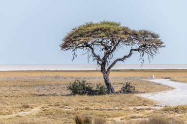 Kurak mevsimde Namibya 'daki Etosha Ulusal Parkı' ndaki Tuz Tavaları 'nın önündeki yalnız bir ağacın manzarası.