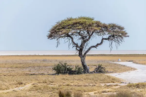 A view of a lone tree in front of the Salt Pans in the Etosha National Park in Namibia in the dry season