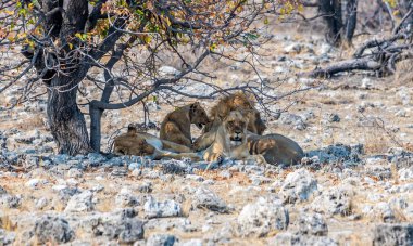 Kurak mevsimde Namibya 'daki Etosha Ulusal Parkı' nda fil yakınlığı nedeniyle uyanan aslan sürüsünün görüntüsü