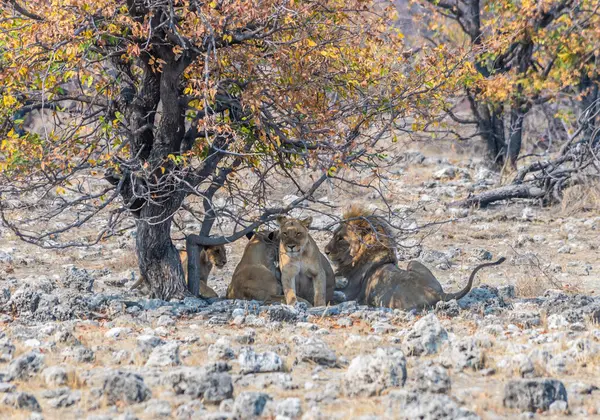 A view of a pride of lions concealed close to a waterhole in the Etosha National Park in Namibia in the dry season